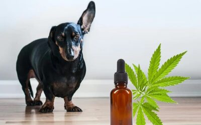 El cannabis para mascotas: todos los beneficios